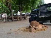 Diduga, Sapi Konsumsi Mati Tanpa Disembelih di Pasar Senninan