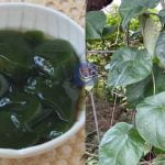 Cincau hijau dari Daun Cyclea Barbata