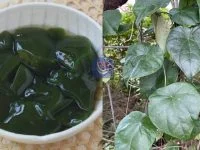 Cincau hijau dari Daun Cyclea Barbata