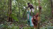 Orang Utan Dilepasliarkan di Taman Nasional Kalteng
