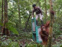 Orang Utan Dilepasliarkan di Taman Nasional Kalteng