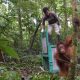 Orang Utan Dilepasliarkan di Taman Nasional Kalteng