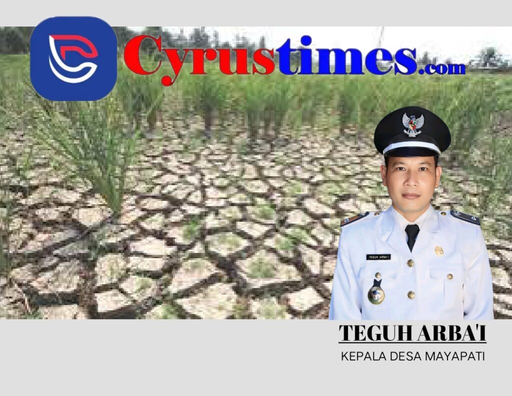 TAK KUNJUNG HUJAN SAWAH MILIK PETANI PADI ALAMI KEKERINGAN