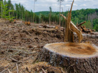 Dishut Kalteng Akui Praktik Ilegal Logging Sulit Diatasi, Kawasan Tahura Diharap jadi Solusi