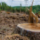 Dishut Kalteng Akui Praktik Ilegal Logging Sulit Diatasi, Kawasan Tahura Diharap jadi Solusi