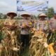 Kapolres Ogan Ilir Pimpin Panen Raya Jagung Program Ketahanan Pangan Di Desa Lorok