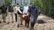 Menteri Kehutanan Resmikan Kawasan Rehabilitasi Orangutan di Nyaru Menteng Kalimantan Tengah