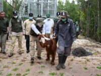 Menteri Kehutanan Resmikan Kawasan Rehabilitasi Orangutan di Nyaru Menteng Kalimantan Tengah