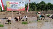Bupati Kapuas Tanam Padi dan Serahkan Bantuan Pertanian di Desa Sei Kayu