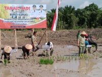 Bupati Kapuas Tanam Padi dan Serahkan Bantuan Pertanian di Desa Sei Kayu