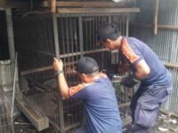 Ular Piton Empat Meter Mangsa Ayam Gegerkan Warga Palangka Raya