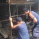 Ular Piton Empat Meter Mangsa Ayam Gegerkan Warga Palangka Raya