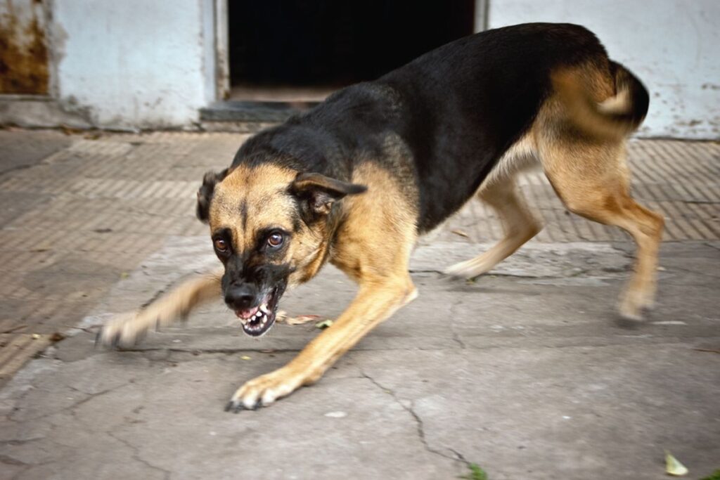 Warga Hiu Putih Resah, Anjing Peliharaan Kerap Curi Barang Tetangga: Pemilik Tak Peduli