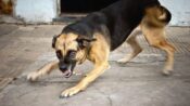 Warga Hiu Putih Resah, Anjing Peliharaan Kerap Curi Barang Tetangga: Pemilik Tak Peduli