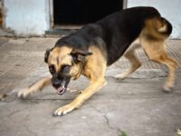 Warga Hiu Putih Resah, Anjing Peliharaan Kerap Curi Barang Tetangga: Pemilik Tak Peduli