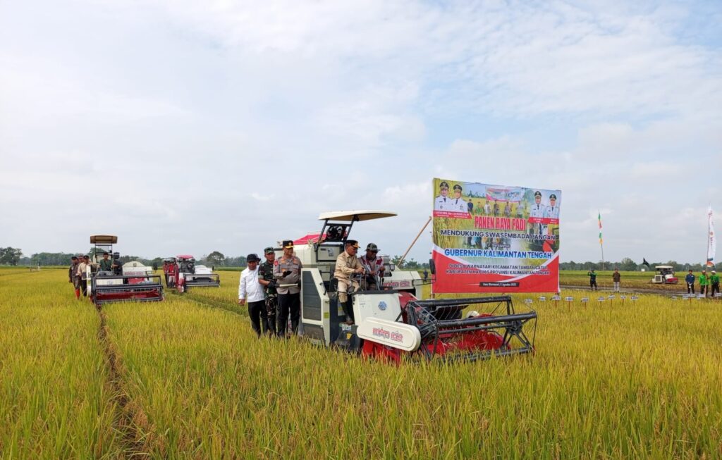 Bupati Kapuas Bersama Gubernur Kalteng Lakukan Panen Raya Padi Di Kecamatan Tamban Catur