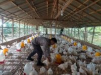 Foto peternakan ayam di Palangka Raya.