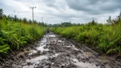 Kondisi Jalan di Desa Soren Kabupaten Kotawaringin Timur, Berlumpur Hingga Berlumut, Pemerintah dan Tiga Perusahaan tak kunjung turun tangan.