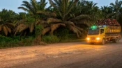 Foto kawasan perkebunan sawit eks PT BJAP di Seruyan Tengah yang menjadi polemik setelah luas KSO berubah dari 11.451,55 hektare menjadi 4.236,03 hektare.