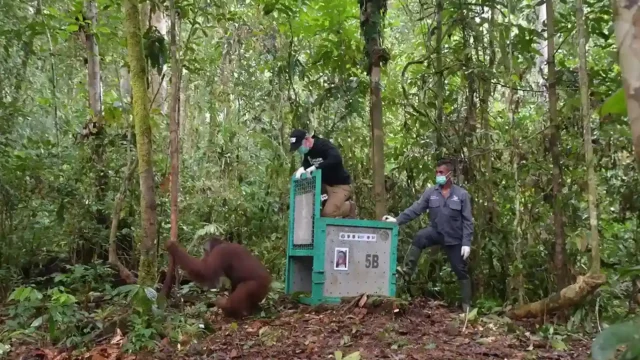 A Bornean orangutan released into Bukit Baka Bukit Raya National Park in Central Kalimantan as part of the BOS Foundation’s 47th release.