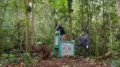 Foto salah satu orangutan Kalimantan yang dilepasliarkan ke Taman Nasional Bukit Baka Bukit Raya, Kalteng.