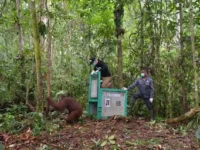 Foto salah satu orangutan Kalimantan yang dilepasliarkan ke Taman Nasional Bukit Baka Bukit Raya, Kalteng.
