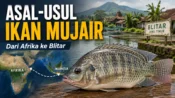 Gambar Ilustrasi Asal-usul Ikan Mujair. Dok/Cyrustimes