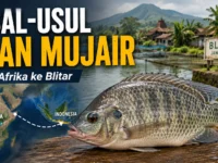 Gambar Ilustrasi Asal-usul Ikan Mujair. Dok/Cyrustimes