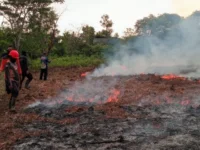 Lahan gambut di Kalteng yang perlu dijaga basah untuk mencegah Karhutla.