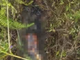 Kondisi mayat tanpa identitas yang ditemukan membusuk tanpa kepala di kawasan hutan Kereng Bangkirai, Kecamatan Sabangau, Kota Palangka Raya.
