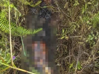 Kondisi mayat tanpa identitas yang ditemukan membusuk tanpa kepala di kawasan hutan Kereng Bangkirai, Kecamatan Sabangau, Kota Palangka Raya.