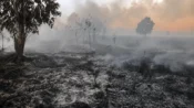 Api Karhutla Melalap Kebun Warga Desa Soren Kotim