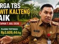 Ilustrasi berita harga TBS sawit Kalimantan Tengah naik dengan foto Kepala Dinas Perkebunan Kalteng Rizky R Badjuri dan latar perkebunan kelapa sawit.