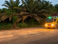 Perkebunan sawit Kalteng saat harga TBS petani mengalami penurunan