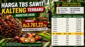Harga TBS sawit Kalteng Agustus 2026 Rp3.761 per kilogram