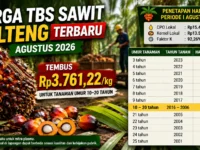 Harga TBS sawit Kalteng Agustus 2026 Rp3.761 per kilogram