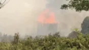 Sarang burung walet terbakar akibat karhutla di Palangka Raya