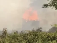 Sarang burung walet terbakar akibat karhutla di Palangka Raya