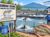 Ilustrasi tambak udang terkait permintaan verifikasi perizinan di Banyuputih, Situbondo.