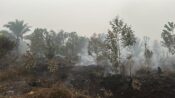 Perpanjangan darurat karhutla Kalteng hingga 30 November 2026 menyusul ribuan kejadian kebakaran hutan dan lahan.