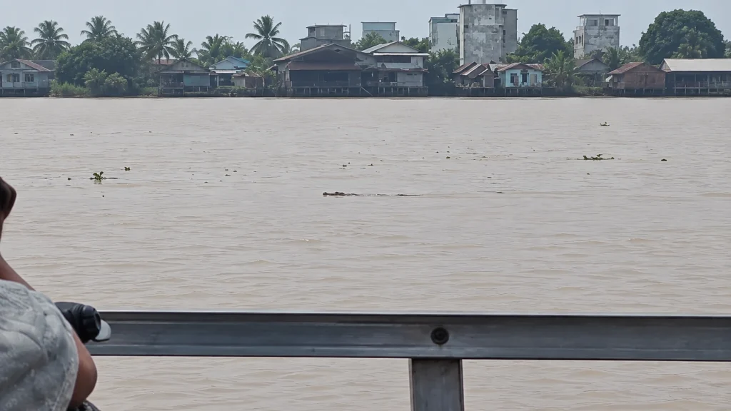 Buaya Muncul Dekat Feri Kuala Kapuas, Panjang Diperkirakan Dua Meter