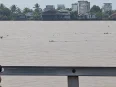 Buaya sekitar dua meter muncul di Sungai Kapuas dekat penyeberangan feri Kuala Kapuas