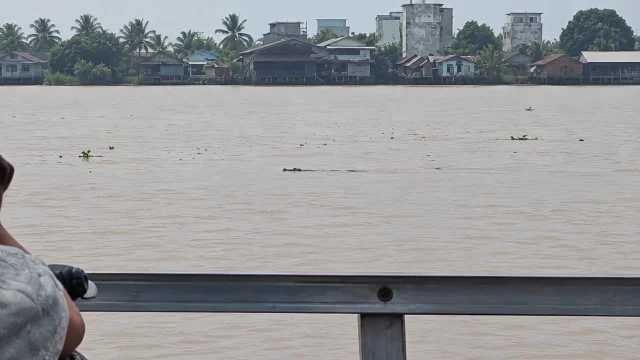 Buaya sekitar dua meter muncul di Sungai Kapuas dekat penyeberangan feri Kuala Kapuas