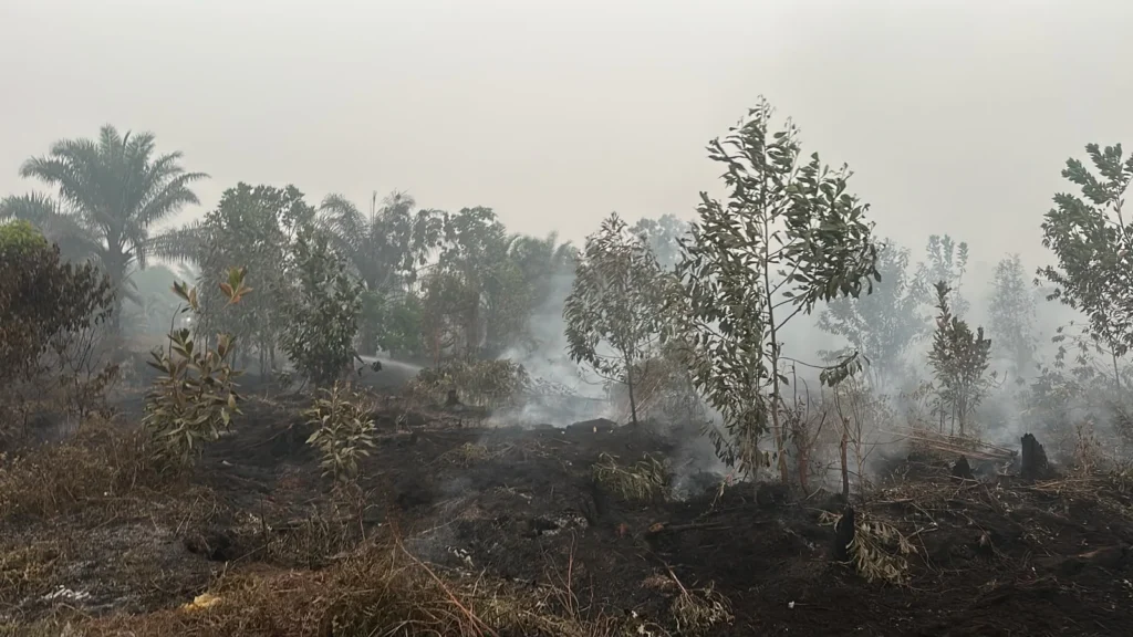 Hotspot Karhutla Nasional Turun, Kalteng dan Sumsel Masih Tinggi