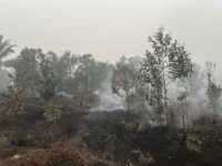 Lahan gambut bekas karhutla di Palangka Raya masih mengeluarkan asap setelah dipadamkan petugas.
