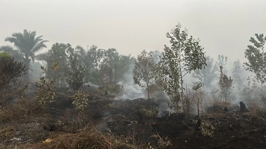 Karhutla Palangka Raya Bertambah 15 Sehari, Kini 767 Kejadian