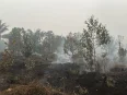 Lahan gambut bekas karhutla di Palangka Raya masih mengeluarkan asap setelah dipadamkan petugas.