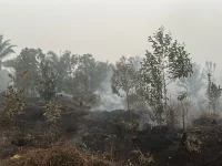 Lahan gambut bekas karhutla di Palangka Raya masih mengeluarkan asap setelah dipadamkan petugas.